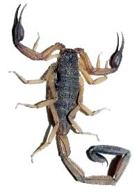 Tityus trivittatus Kraepelin