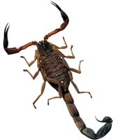 Tityus trivittatus Kraepelin