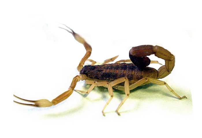 Tityus trivittatus Kraepelin