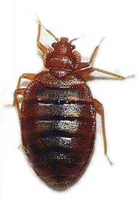 Anobium punctatum