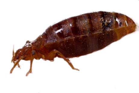 Anobium punctatum