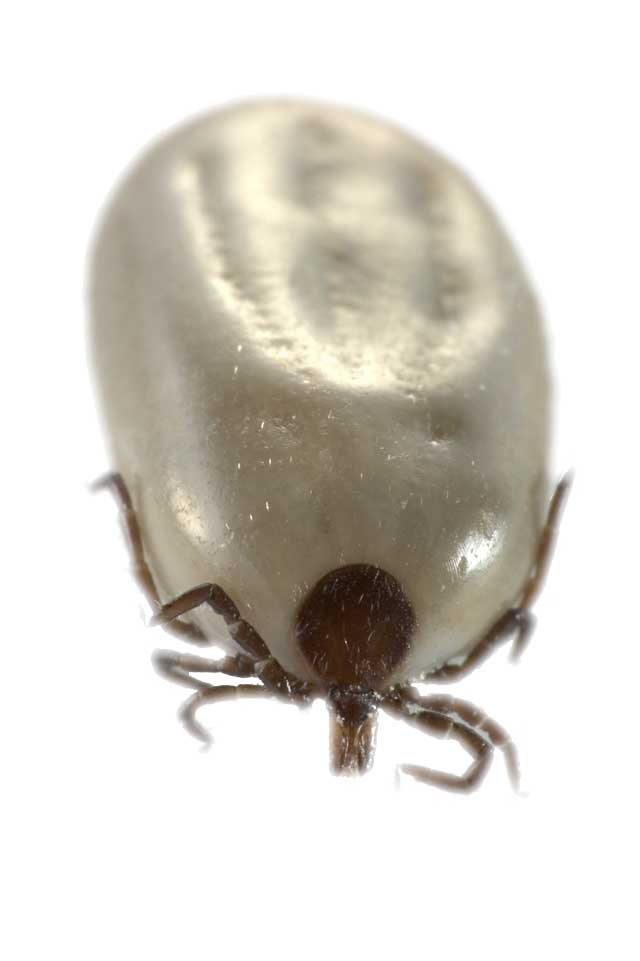 Rhipicephalus sanguineus