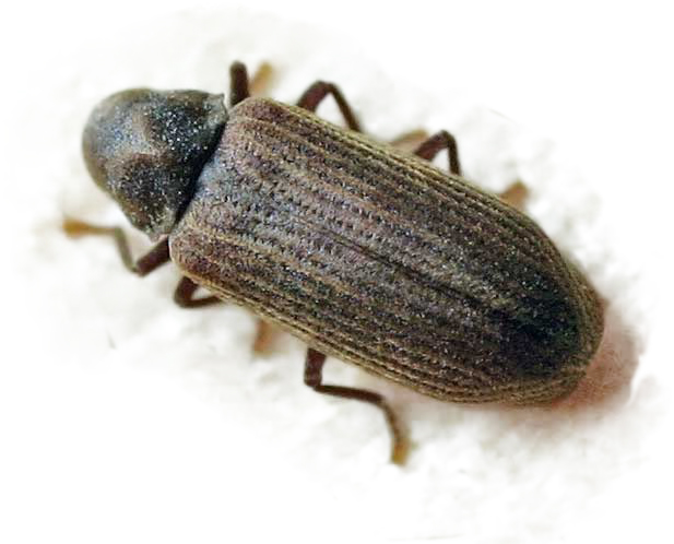 Anobium punctatum