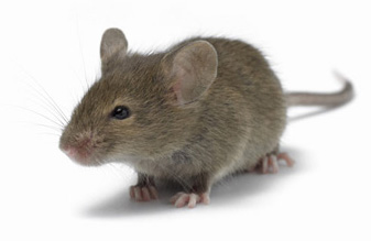 Raton comun