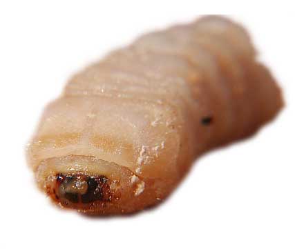 Hylotrupes bajulus