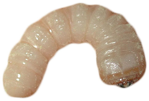 Hylotrupes bajulus