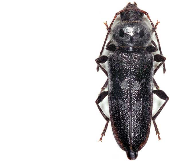 Hylotrupes bajulus